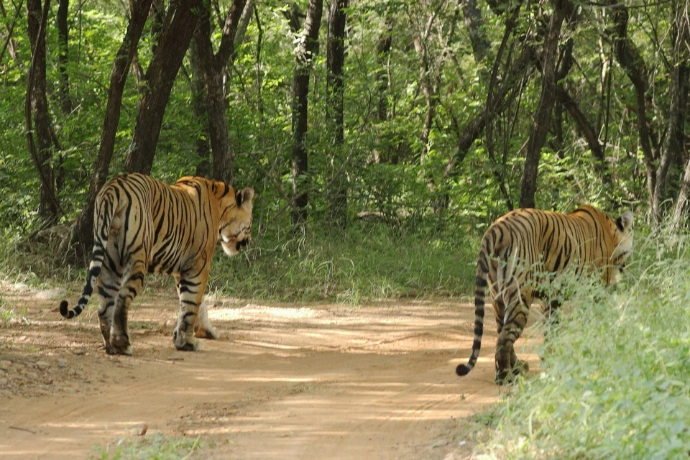 a couple of tigers walking across a dirt road